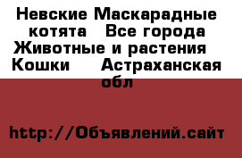 Невские Маскарадные котята - Все города Животные и растения » Кошки   . Астраханская обл.